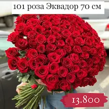 101 роза  красная дешево Эквадор 70 см 